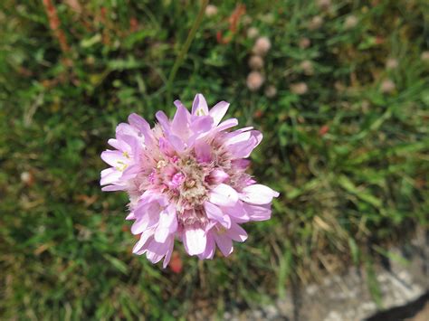 Strand Grasnelke Armeria Maritima Botanischer Garten Universit T