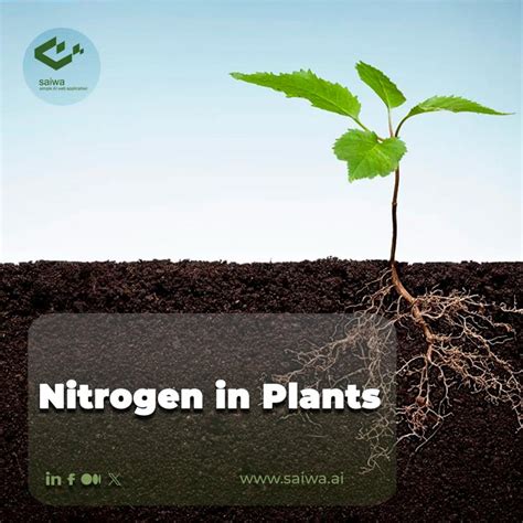 The Role Of Nitrogen In Plants Growth Saiwa