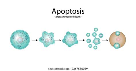 412 Cell Death Apoptosis Images Stock Photos 3d Objects And Vectors