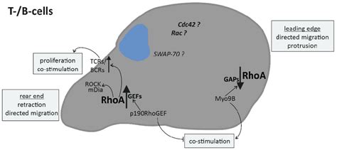 Rhoa Signaling In Cells Of The Adaptive Immune System Directed