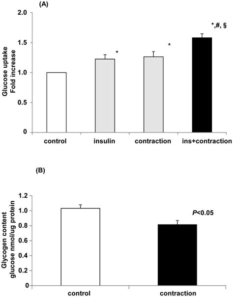 A Glucose Uptake In C C Myotubes After Contraction C C Myotubes