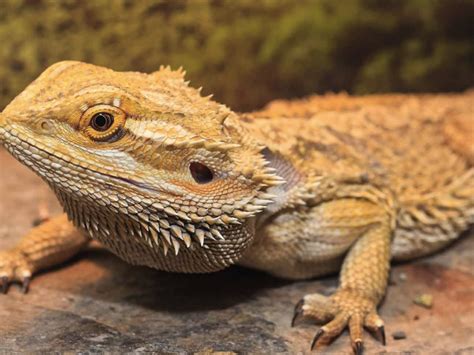 Reptile Fungal Disease Yellow Fungus In Bearded Dragons Reptile District