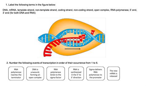 Non Template Dna Strand