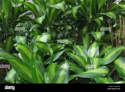 dense vegetation of foliage plants Stock Photo - Alamy