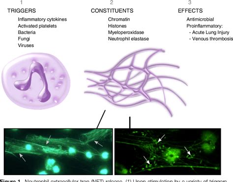 Figure From Evasion Of Neutrophil Extracellular Traps By Respiratory