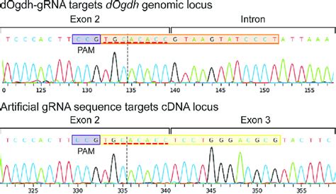 Sanger Sequencing Chromatograms For The Junction Of Exon2 Coding Exon