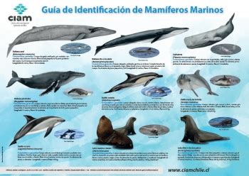 CIAM Chile Guía de Identificación de Mamíferos Marinos