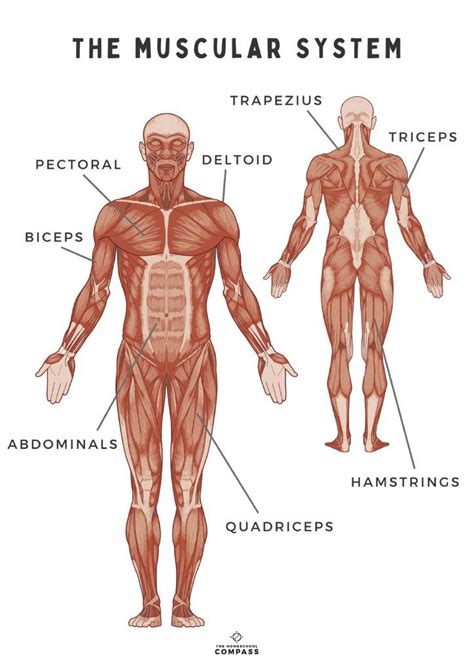 Mi Nie Plec W Schemat Lower Arm Muscles Names Muscles Of