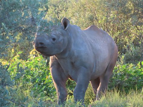 Prince Baby Rhino Rescue