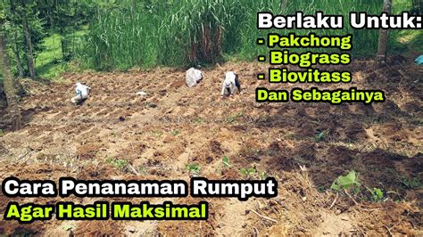 Cara Tanam Rumput Biovitass Ditempat Rimbun Tapi Hasil Maksimal Youtube