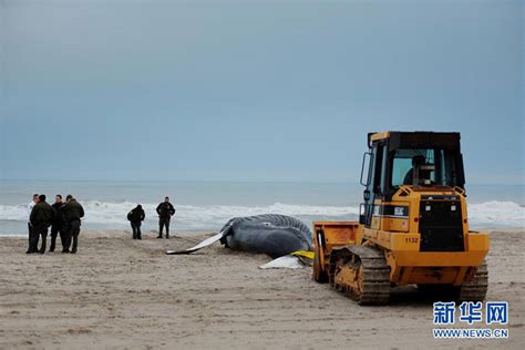 一头座头鲸在纽约海滩搁浅死亡 图片频道 人民网