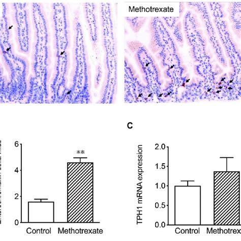 Eff Ect Of Methotrexate On Tph Expression In Mouse Jejunum Tissue A