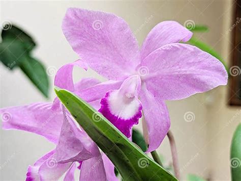 Cattleya Orchid Blooming In The Garden Pink Cattleya Flower In Bloom