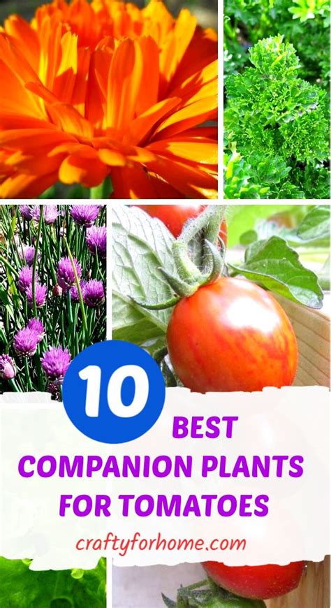 Grow These Companion Plants For Tomatoes To Help It Grow Benefit Each