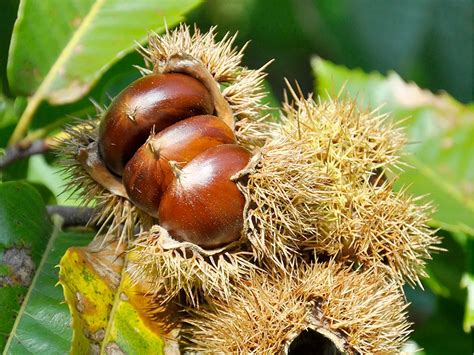 Châtaigne tout savoir sur ce fruit d automne excellent pour la santé