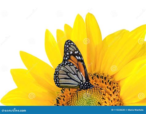 Sunflower And Butterfly Stock Photo - Image: 11533630