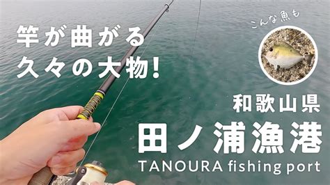 和歌山県田ノ浦漁港の釣果は？アイゴ（バリ）やウマズラハゲなど魚種も豊富！ Youtube