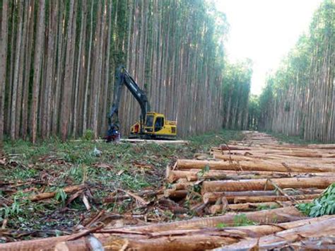 El Papel De Los Bosques Plantados En El Efecto Invernadero Forestal