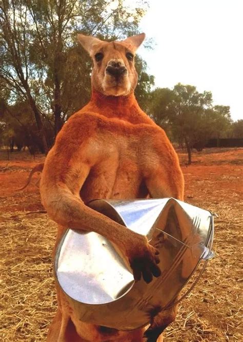 Roger the muscle-bound kangaroo is back and he's even BIGGER than ever ...