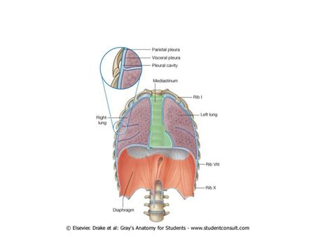 SOLUTION Pleura Cavities Studypool