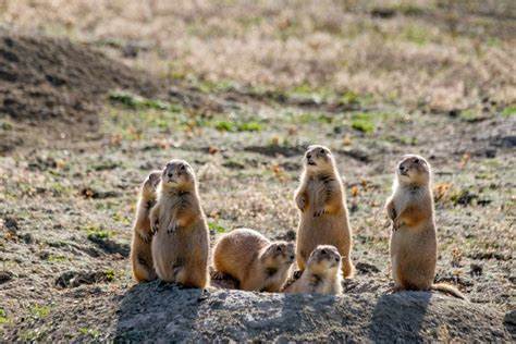 9 Facts About Prairie Dogs