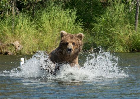 Alaskan Brown Bear Running In Water Stock Photo Image Of Dangerous