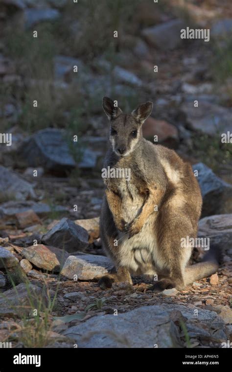 Black Flanked Rock Wallaby Petrogale Lateralis Stock Photo Alamy