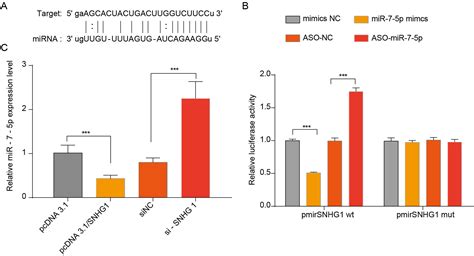 Lncrna Snhg1 Promotes The Progression Of Hepatocellular Carcinoma By