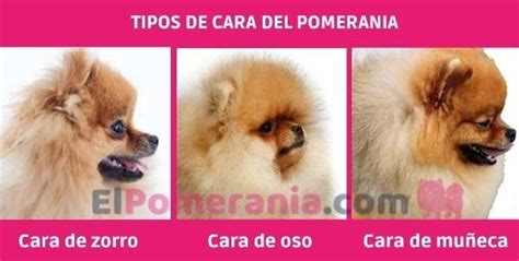 Catarata Para Mi Ellos Cuantos Tipos De Perros Pomerania Existen Impuro