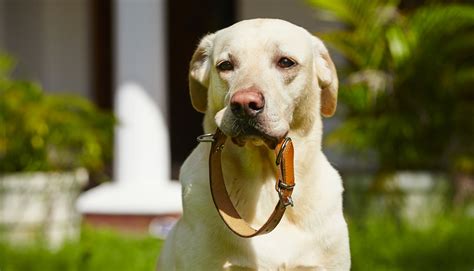 Best Dog Collars And Leashes For Large Breeds - The Labrador Site