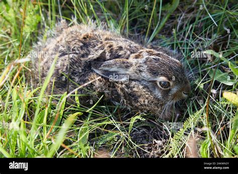 Wild baby hare is sitting in thre grass. Stunning detail of the brown ...