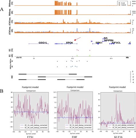 Profiling Chromatin Accessibility Responses In Human Neutrophils With