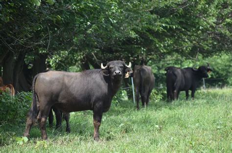 Miller’s Organic Farm: Fighting for Sustainability - The Lancaster Patriot