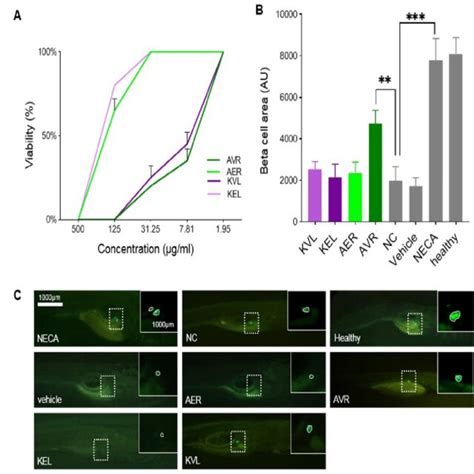 A Schematics Of Zebrafish Anti Angiogenesis And Pbc Regeneration