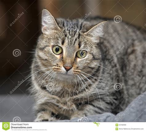 Gato De Gato Malhado Um Olhar Assustado Foto De Stock Imagem De