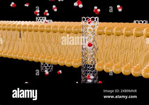 Lipid Membrane Stock Videos And Footage Hd And 4k Video Clips Alamy