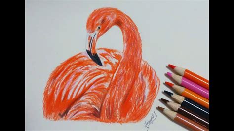 Drawing A Flamingo In Colored Pencils Step By Step Tutorial Bird