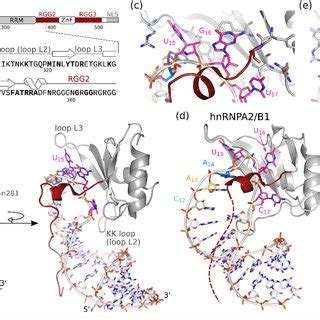 Overview of FUS-RNA binding. (a) Domain composition of the FUS protein ...