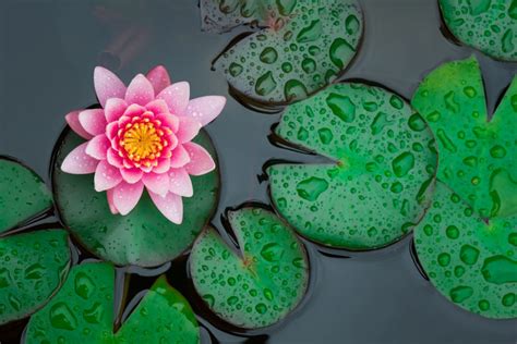 Pisces Birth Flower Water Lily Info And Meaning Bouqs Blog