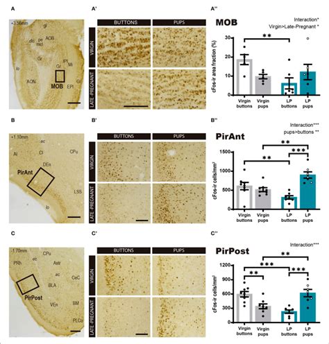 Cfos Response In Brain Areas Of The Main Olfactory System Following