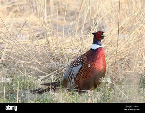 Male Ring Necked Pheasant Standing In A Field Of Tall Grass Stock Photo