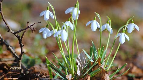 Fondos De Pantalla Snowdrops Flores Césped 1920x1080 4kwallpaper