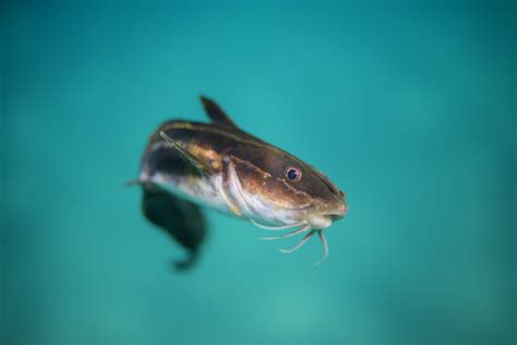 Catfish in Aquaponics | ZipGrow Inc.