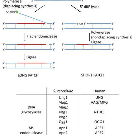 Mechanisms Of Base Excision Repair Ber Mismatch Repair Mmr And