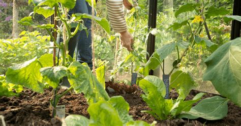 Alles Over Je Moestuin Tips En Advies Welkoop