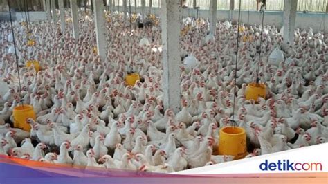 Siasati Dampak Corona Peternak Jual Ayam Door To Door