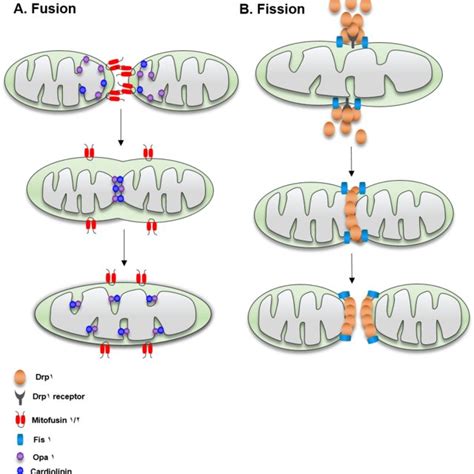 Mitochondrial Morphology In Body Wall Muscles A Schematic Of The Body