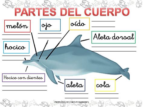 Partes Del Delfin Proyectos De Educacion Paginas De Juegos Delfines