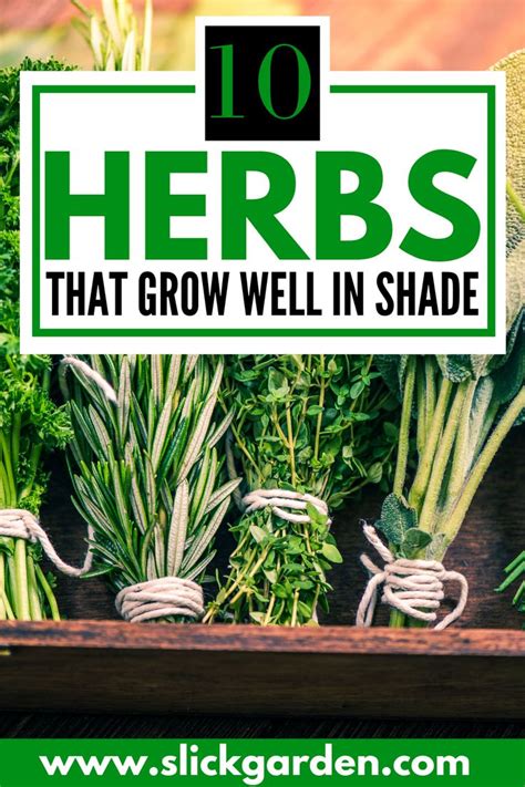 10 Herbs That Grow Well In Shade How To Grow Tons Of Herbs In Shade