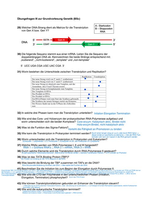 Übungsfragen II zur Grundvorlesung Genetik bearbeitet Übungsfragen